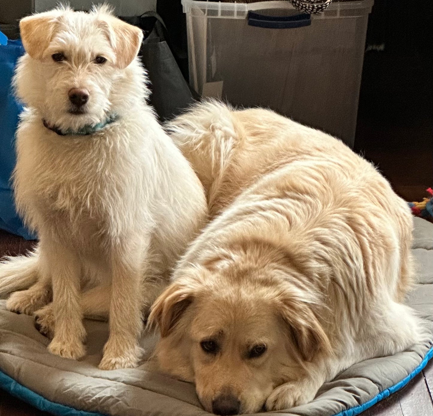 THE HUGO AND THE IVY, Hugo’s Choice, Toad Hollow Yarns