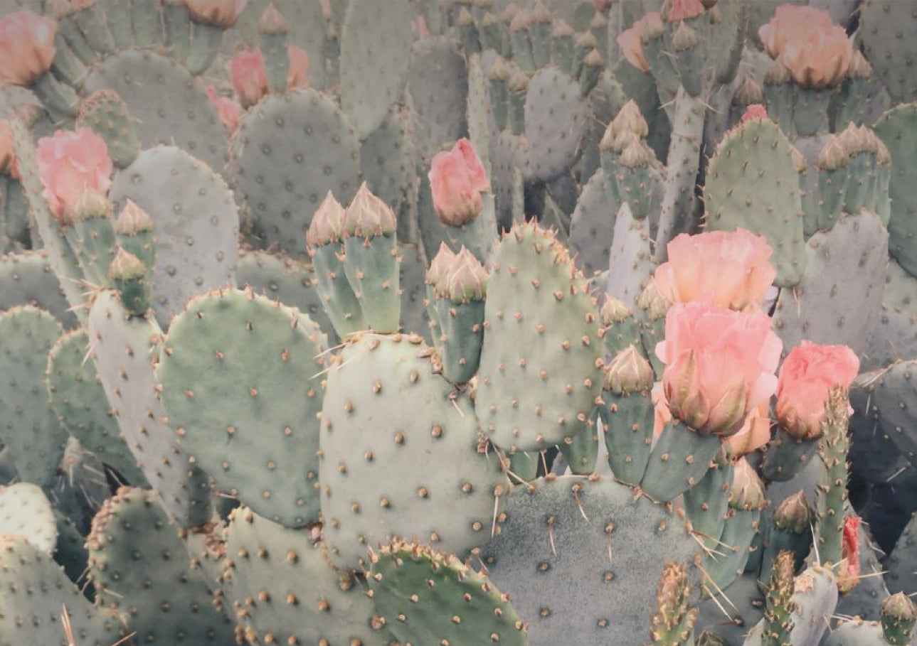 SUCCULENTS Toad Hollow Yarns