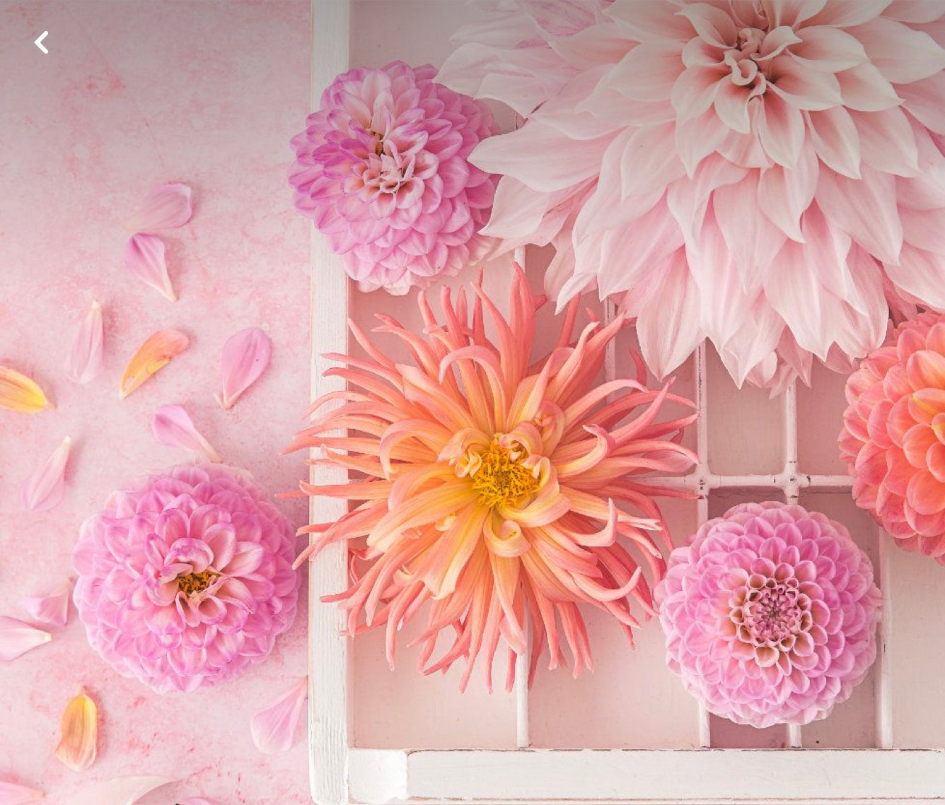 DAHLIAS Toad Hollow Yarns