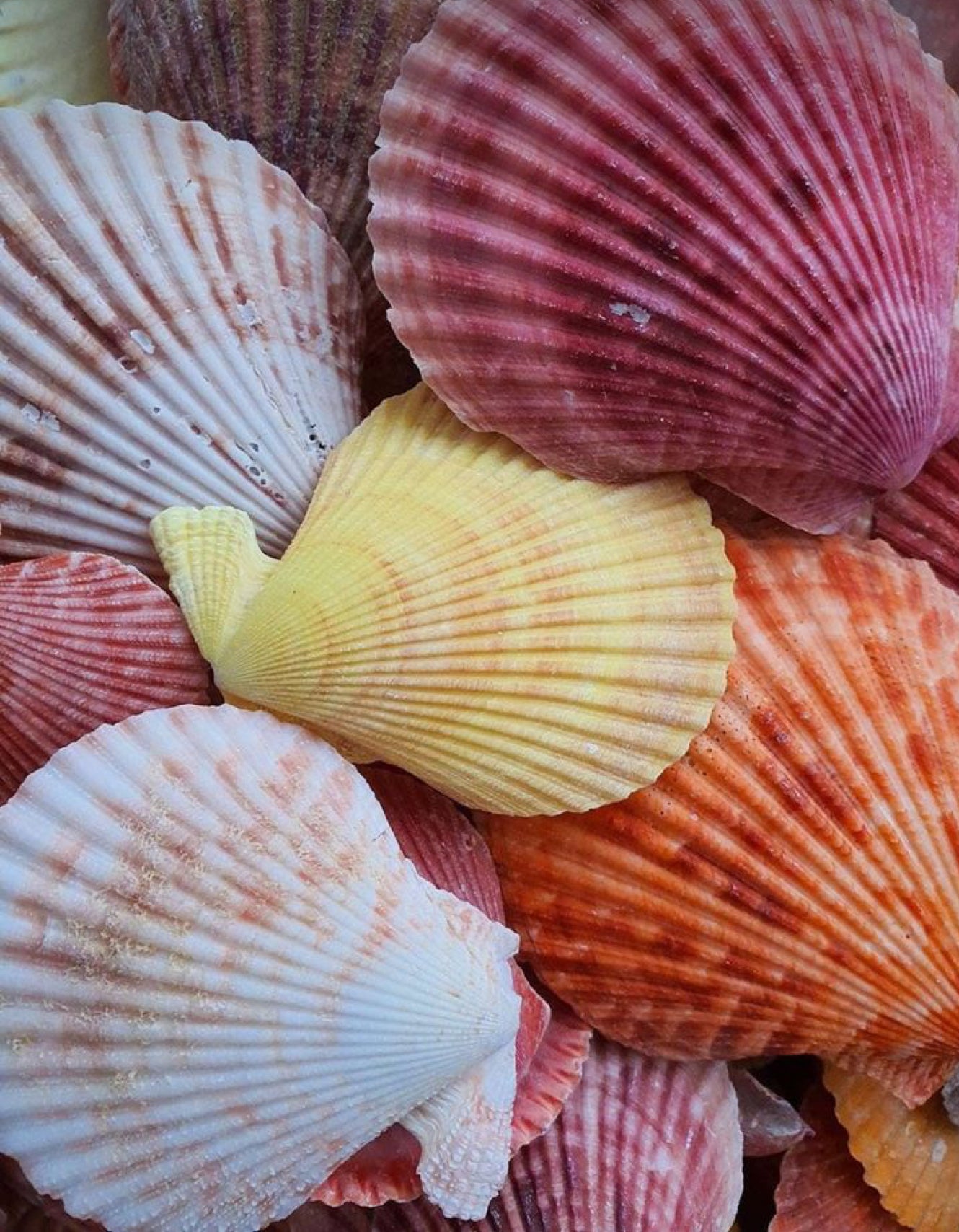 COCKLE SHELLS from our Beachcomber Collection, Hand Dyed Superwash Merino Yarn,Toad Hollow Yarns