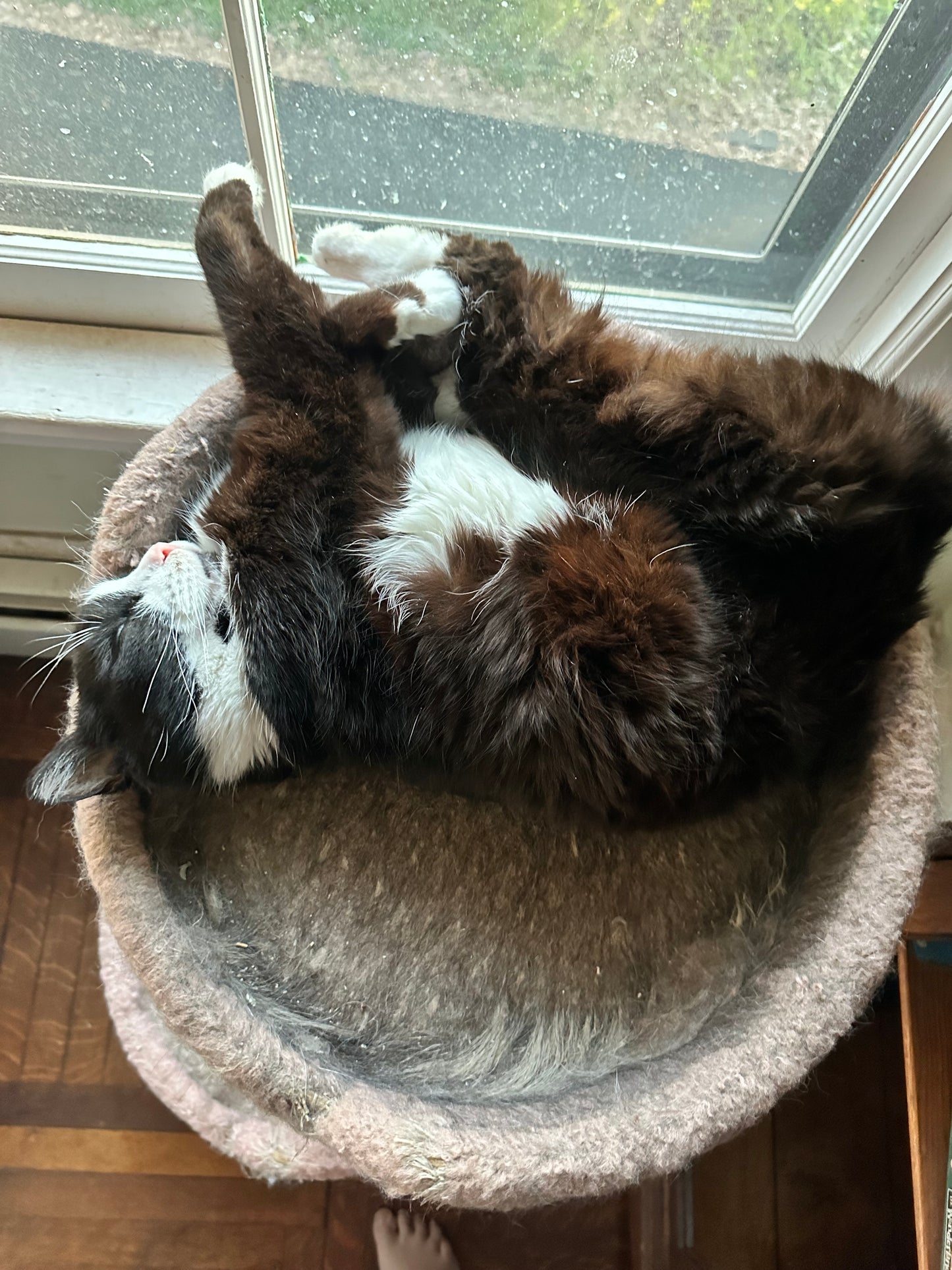 FROLICKING FOXES, Hugo’s Choice, Toad Hollow Yarns