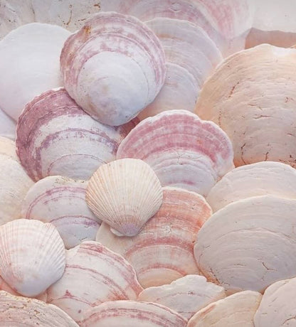CLAM SHELLS from our Beachcomber Collection, Hand Dyed Superwash Merino Yarn,Toad Hollow Yarns