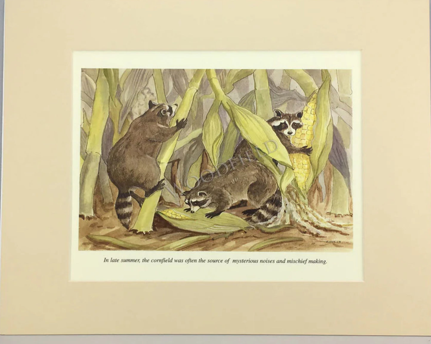 RACCOONS IN THE CORN PRINT by Woodfield Press, The Olde Curiosity Shoppe, Toad Hollow