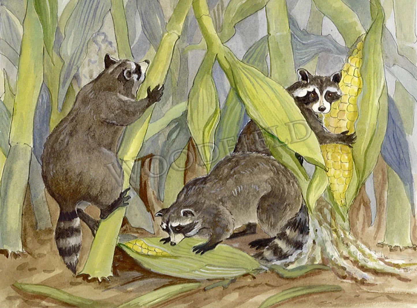 RACCOONS IN THE CORN PRINT by Woodfield Press, The Olde Curiosity Shoppe, Toad Hollow